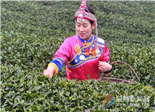 逼出來(lái)的有機(jī)茶之路