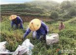 狠抓茶葉源頭管理 確保茶葉質(zhì)量安全