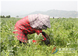 太姥山鎮(zhèn)千畝蠶豆進入采摘季