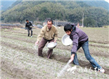 種植太子參400余畝 點(diǎn)頭農(nóng)民增收開新路