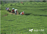 點頭：向閩東白茶產業(yè)第一大鎮(zhèn)邁進